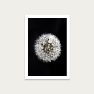 Bombinate.com Black and White Dendelion Art Print Unframed