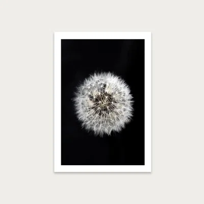 Bombinate.com Black and White Dendelion Art Print Unframed