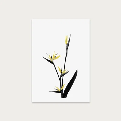 Bombinate.com Flower Minimal Black and Gold 5 Art Print Unframed