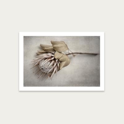 Bombinate.com Everlasting LS Art Print Unframed