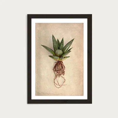Bombinate.com Succulent Study 2 Art Print Black Frame