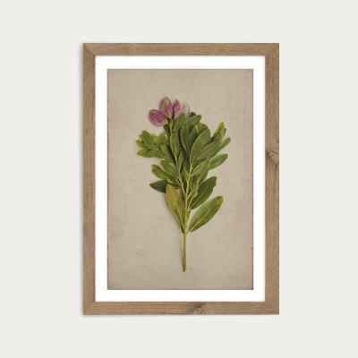 Bombinate.com Fynbos 6 Art Print Oak Frame