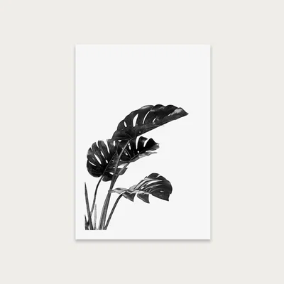 Bombinate.com Monstera Black and White 3 Art Print Unframed