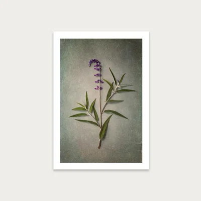 Bombinate.com Foraged 4 Art Print Unframed