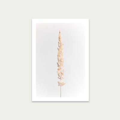 Bombinate.com Minimal Pampas Grass on White Art Print Unframed