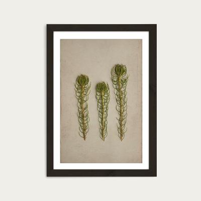 Bombinate.com Fynbos 5 Art Print Black Frame