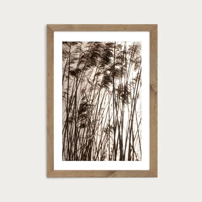 Bombinate.com Grasses In The Golden Sunset Art Print Oak Frame