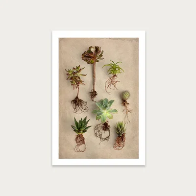 Bombinate.com Succulent Study 8 Art Print Unframed