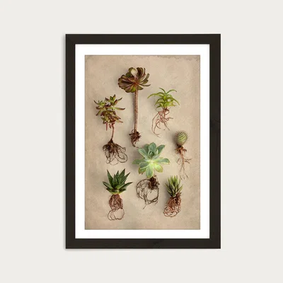 Bombinate.com Succulent Study 8 Art Print Black Frame