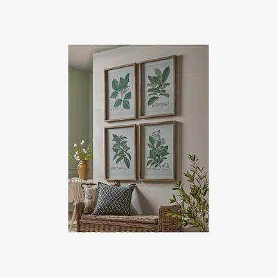 Cox and Cox Four Botanical Framed Prints