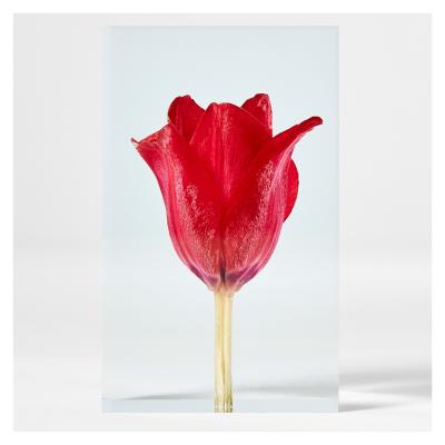 The Conran Shop Tampopo Tulip Objet d'Art