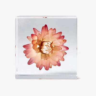 The Conran Shop Strawflower Cube