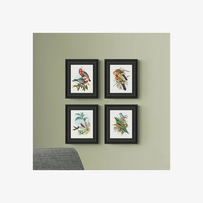 Dunelm Set of 4 Bird Illustrations Framed Prints