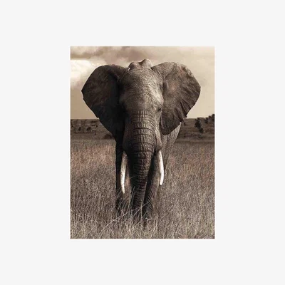 Furniture Village Elephant Glass Art