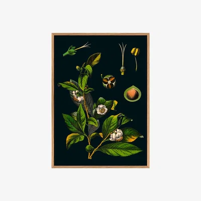 Graham & Green Small Framed Tea Print