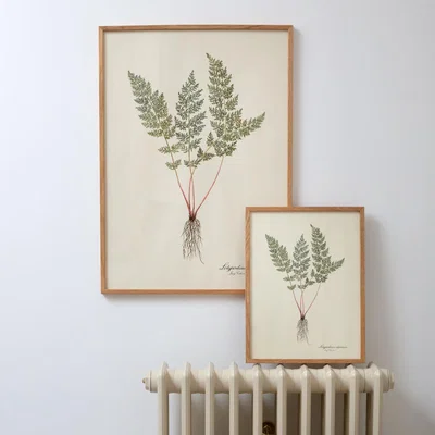 Graham & Green Graham and Green Medium Framed Edelweiss Print
