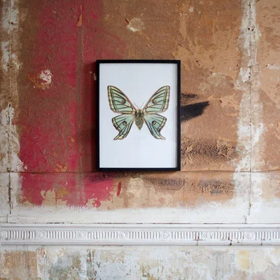 Graham & Green Small Wooden Framed Butterfly Print- Graellsia Isabellae