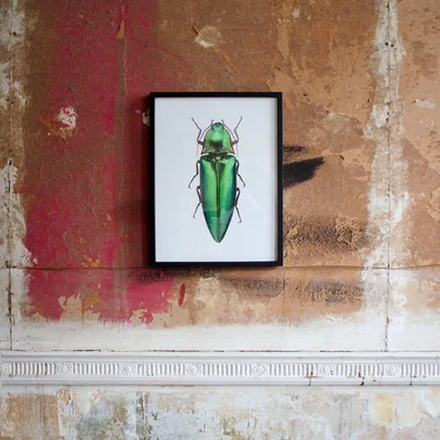 Graham & Green Small Wooden Framed Insect Print - Campsosternus Aur