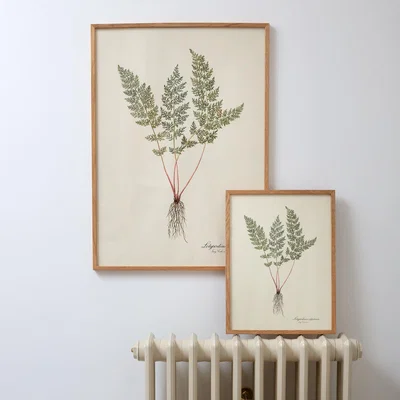 Graham & Green Graham and Green Small Framed Edelweiss Print