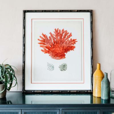 Graham & Green Framed Red Coral Print