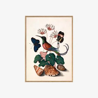 Graham & Green Graham and Green Hummingbird and Flowers Print with Oak Frame - 50 x 70cm