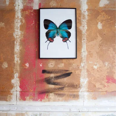 Graham & Green Large Wooden Framed Butterfly Print - Evenus Coronata