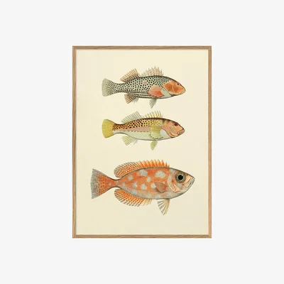 Graham & Green Graham and Green Three Fishes Print with Oak Frame - 50 x 70cm