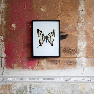 Graham & Green Small Wooden Framed Butterfly Print - Iphiclides Podalirius