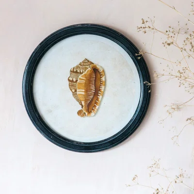 Graham & Green Round Framed Conch Shell Print