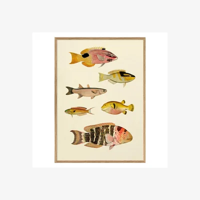 Graham & Green Graham and Green Six Fishes Print with Oak Frame - 30 x 40cm