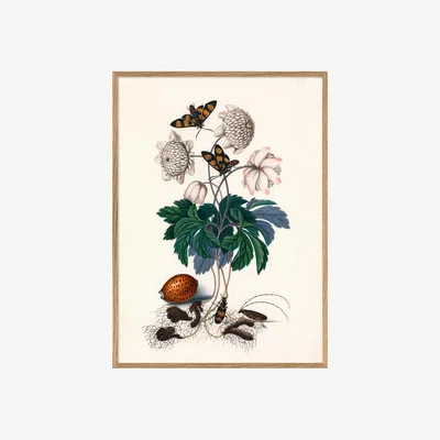Graham & Green Graham and Green Greens and Butterflies Print with Oak Frame - 50 x 70cm