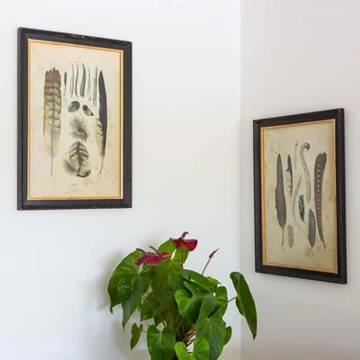 Graham & Green Set of Two Framed Feather Prints
