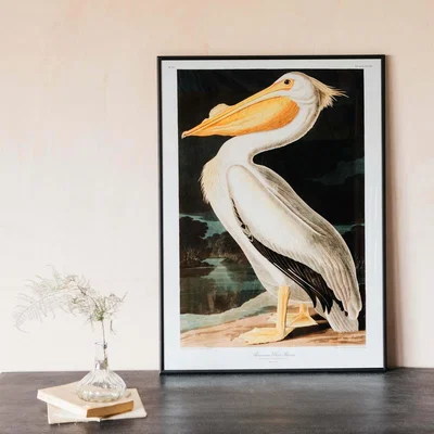 Graham & Green Medium Framed White Pelican Print