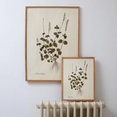 Graham & Green Graham and Green Medium Framed Salvia Bullata Herb Print