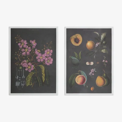 Habitat Habitat Curios Fruits Unframed Wall Print - Twin Set - A3