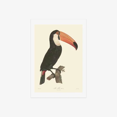 Habitat EEP Aster Toucan Unframed Print - A1