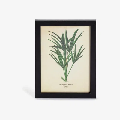 Habitat Habitat Eden Fern Leaf Framed Print - 35x26cm