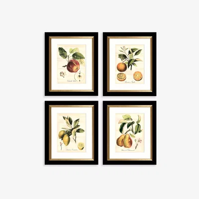 John Lewis Tuscan Fruit - Framed Prints & Mounts, Set of 4, 36.5 x 30.5cm, Orange/Multi