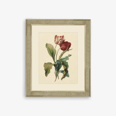 John Lewis Tulips III - Framed Print & Mount, 60 x 50cm, Red/Multi