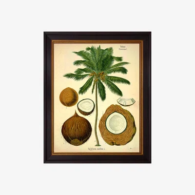 John Lewis Brookpace Lascelles 'Coconut Palm' Framed Print, 50 x 40cm, Green/Cream