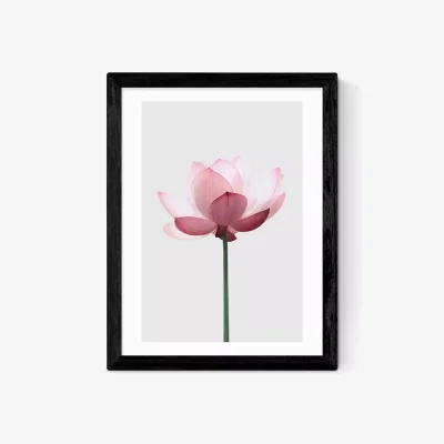 John Lewis EAST END PRINTS Sisi and Seb 'Lotus' Framed Print
