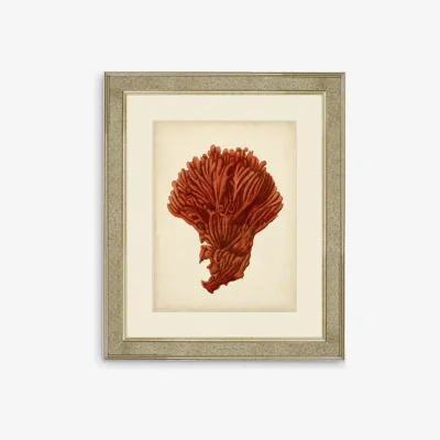 John Lewis Red Coral I - Framed Print & Mount, 60 x 50cm, Red