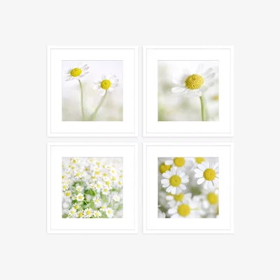 John Lewis Print Punk Studio - 'Summer Daisies' Framed Print & Mount, Set of 4, 42 x 42cm, White/Yellow