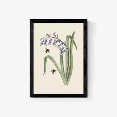 John Lewis EAST END PRINTS Natural History Museum 'Bee & Hyacinth' Framed Print
