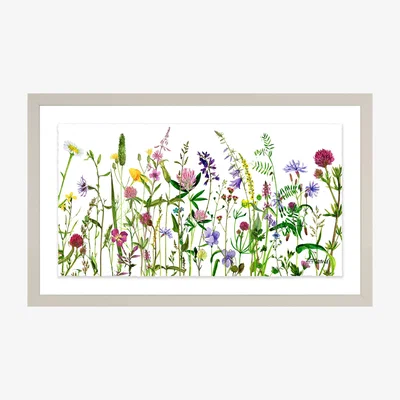 John Lewis Adelene Fletcher - Botanical Floral Framed Print & Mount, 26 x 42cm