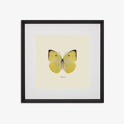 John Lewis Catopsilia Butterfly - Framed Print & Mount, 45.5 x 45.5cm, Yellow/Multi
