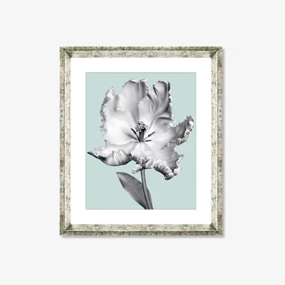 John Lewis Tulip on Blue 4 - Framed Print & Mount, 46 x 36cm, Blue