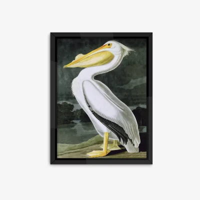 John Lewis John James Audubon - Pelican Framed Print, 86 x 66cm, White