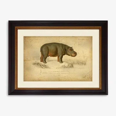 John Lewis Hippopotamus - Framed Print & Mount, 33 x 43cm, Grey
