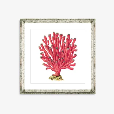 John Lewis Red Coral 6 - Framed Print & Mount, 46 x 46cm, Red